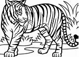 Realistic Tiger Coloring Pages At GetColoringscom  Free Printable sketch template