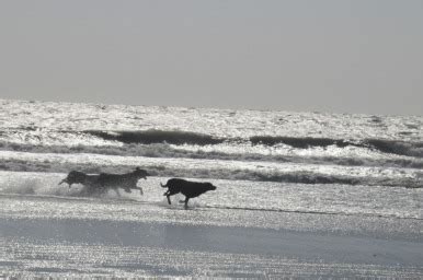 Sapelo Island Beaches - Sapelo Island Birdhouses 912-223-6515 annitast ...