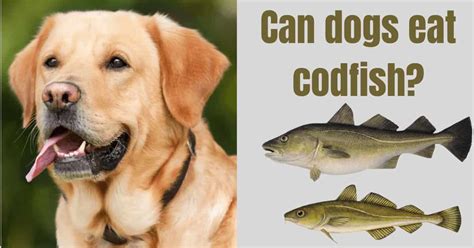 Can dogs eat cod fish? [Benefits - Side effects] - Serve Dogs