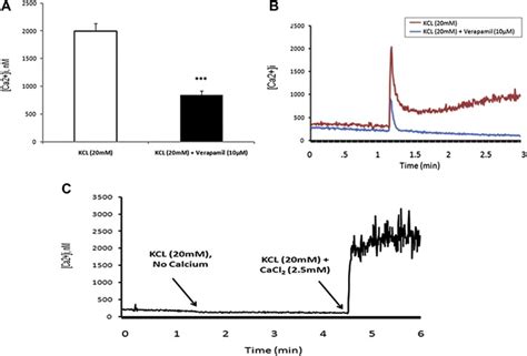 KCl depolarization produced an increase in cytoplasmic calcium response ...