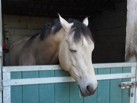 Horse Sleeping Position: Do Horses Sleep Standing Up?