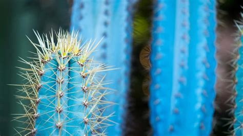 Blue Torch Cactus Care Guide from A to Z