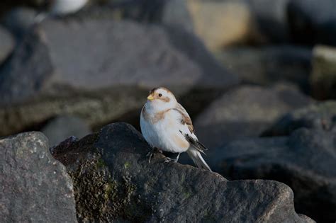 Winter Birds of Michigan ID Guide (& Winter bird feeding Tips)