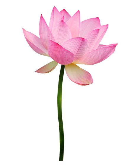 Pink Lotus Transparent | PNG All