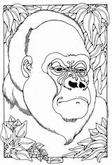 gorilla colouring page By Dandi Palmer  Animal coloring pages Zoo sketch template