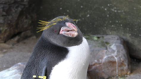 Macaroni Penguin, Living Coasts (1st February 2020) - YouTube