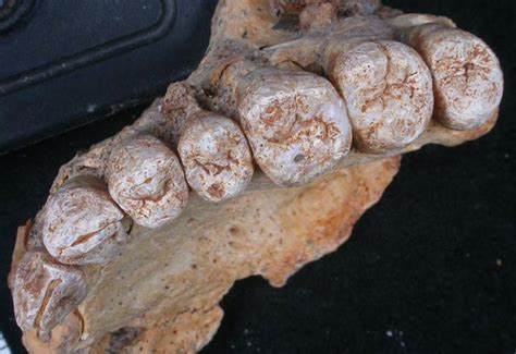 Scientist find oldest modern human fossil outside Africa | Human World | EarthSky