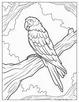 Parrot Pictures For Colouring sketch template