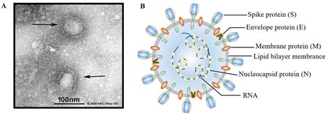 Targeting Drugs To Tumours Using Cell Membrane-coated, 50% OFF