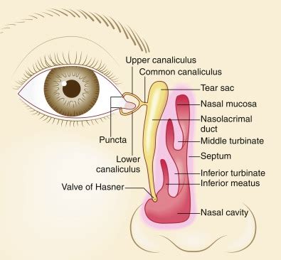 Nasolacrimal Duct Anatomy