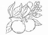 Branch Grapefruit Coloring Page  Free Printable Pages sketch template