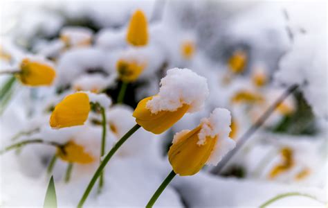 Snow Flower Wallpaper Images - Natia Wallpapers