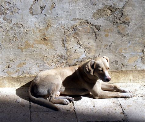 beige dog beige wall | Tim Bayman | Flickr