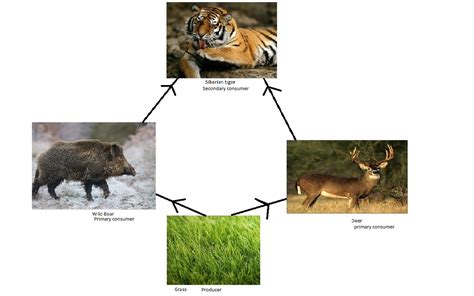 Food Chain and Food Web - Siberian Tiger