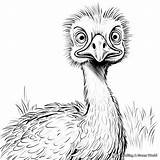 Emu Coloring Pages  Free & Printable sketch template