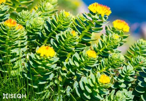Rhodiola Rosea: Benefits, Dosage, and Side Effects