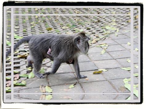 Baby Monkey with Mama Walking Photograph by Jane Gordon