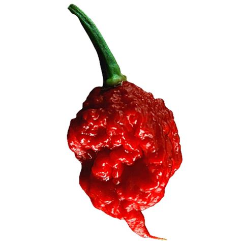 Carolina Reaper: The Hottest Chili on Earth | Spice and Life