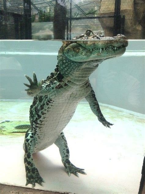 The crocodile's lower body is underwater (laughs). | Cute reptiles ...