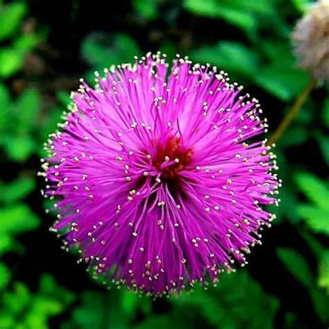 MIMOSA TREE SEEDS (Albizia julibrissin) Persian Pink Silk Flower Plant Bonsai $6.89 - PicClick