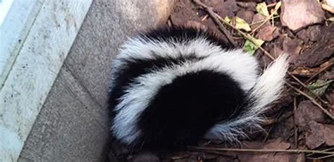 Do skunks burrow underground?