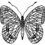 Top 50 Free Printable Butterfly Coloring Pages Online sketch template