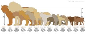 Comparison Chart: Wolf, Fox, Lynx, Cat by Couchkissen on DeviantArt