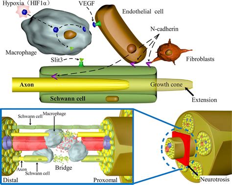 Frontiers | Engineered Schwann Cell-Based Therapies for Injury Peripheral Nerve Reconstruction