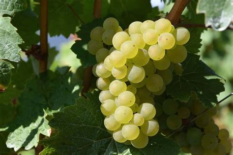 10 Incredible Facts About Sauvignon Blanc You Must Know