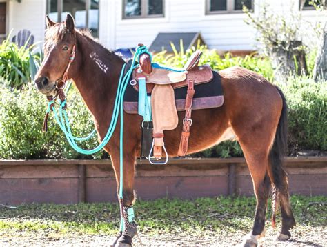 These 22 ft clinician mecate reins from Andrea Equine are the most ...