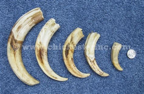 Warthog Tusks or Wart Hog Tusks from South Africa