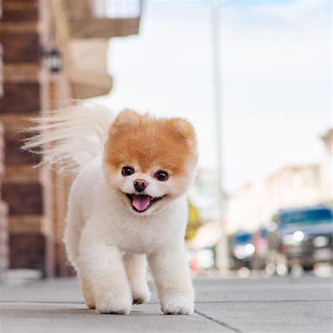 Meet Boo The Cutest And Most Famous Dog In The World | Dogspot.in