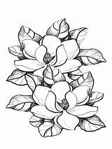 Magnolia Coloring Pages sketch template