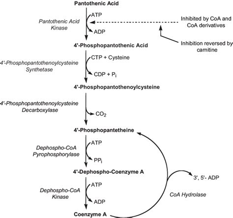 Coenzyme A Synthesis