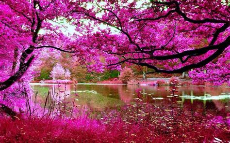 Cerezos en flor | Nature pictures, Pink nature, Beautiful nature