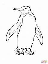 Adelie Penguin Coloring Page  Home sketch template