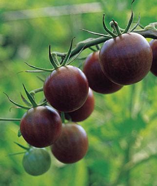 Tomato Black Cherry Black Cherry Cherry Tomato from Prides Corner Farms