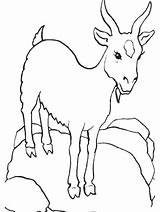 Boer Goat Coloring Pages sketch template