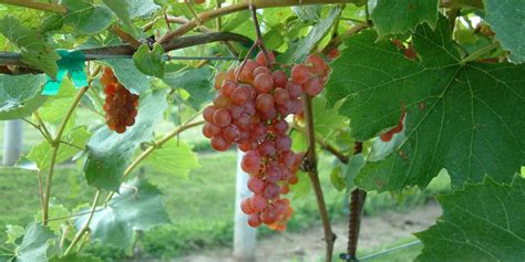 Seedless table grapes for home gardeners