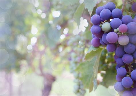 The wine and the Vine - LeFrancophile