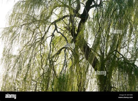 Salix babylonica 'Pendula'. Weeping willow tree Stock Photo - Alamy