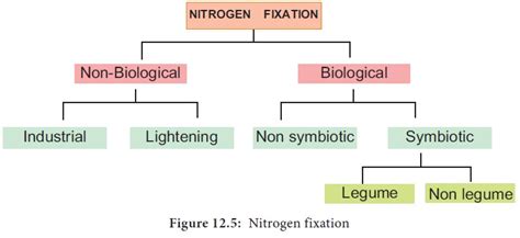 Nitrogen Fixation