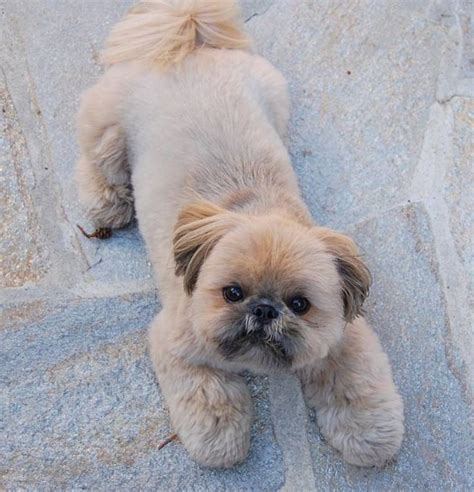 Top 10 Popular Shih Tzu Haircuts (30+ Pictures) | The Paws | Shih tzu ...