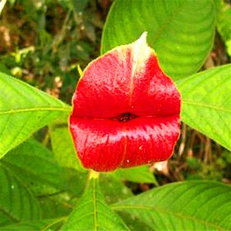 Red Hot Lips Flower Seeds, Psychotria Elata Seeds, 100pcs/pack – UrbanGardenSeed