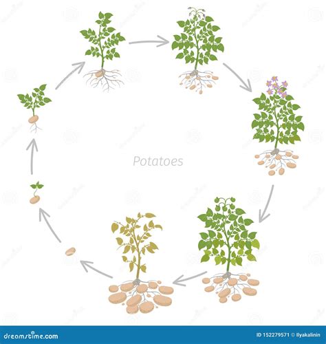 Potato Growth Stages. Vector Illustration Growing Plants. Solanum Tuberosum. The Life Cycle Of ...