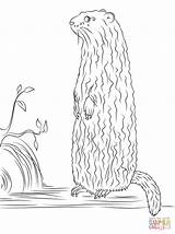 Coloring Groundhog Colorare Disegni Marmotte Marmota Marmotta  sketch template