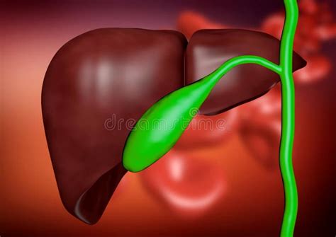 Enlarged Gallbladder in Clinical Examination for Stones and Diseases Stock Illustration ...