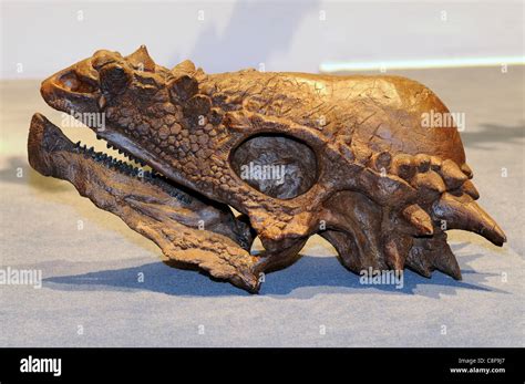 Fossilized skull of a Pachycephalosaurus wyomingensis thick headed lizard dinosaur from the ...