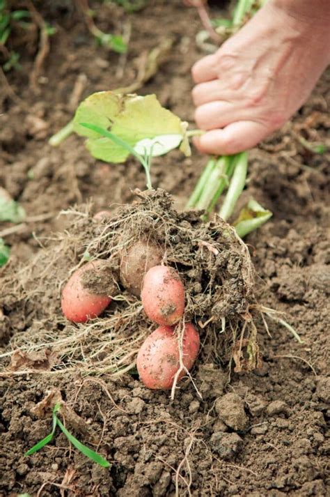 Potato Planting Season, Harvesting & Curing Guide