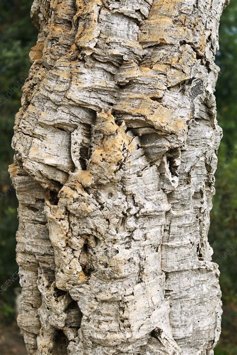 Bark of cork oak (Quercus suber) - Stock Image - C020/8254 - Science Photo Library